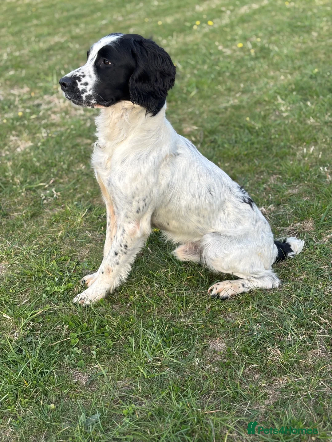 English Springer Spaniel dogs for stud: Sarge- proven and fully DNA tested STUD in Devizes - Advert 7