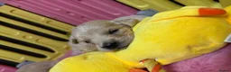 Golden Retriever dogs for sale: Beautiful Kc registered Golden Retriever puppies  - Advert 13