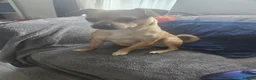 Jug dogs for sale: Rehoming my dog  - Advert 1