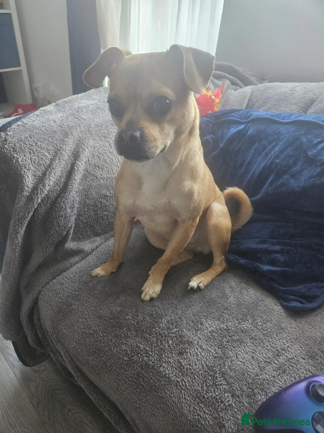 Jug dogs for sale: Rehoming my dog  - Advert 1