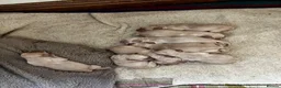 Labrador Retriever dogs for sale: Rich colour yellow Labrador puppies - Advert 4