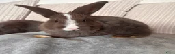 Mixed Breed rabbits for sale: Chocolate Bunnies for sale  - Advert 6