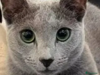 Russian Blue cats Russian blue acctive - Advert 6