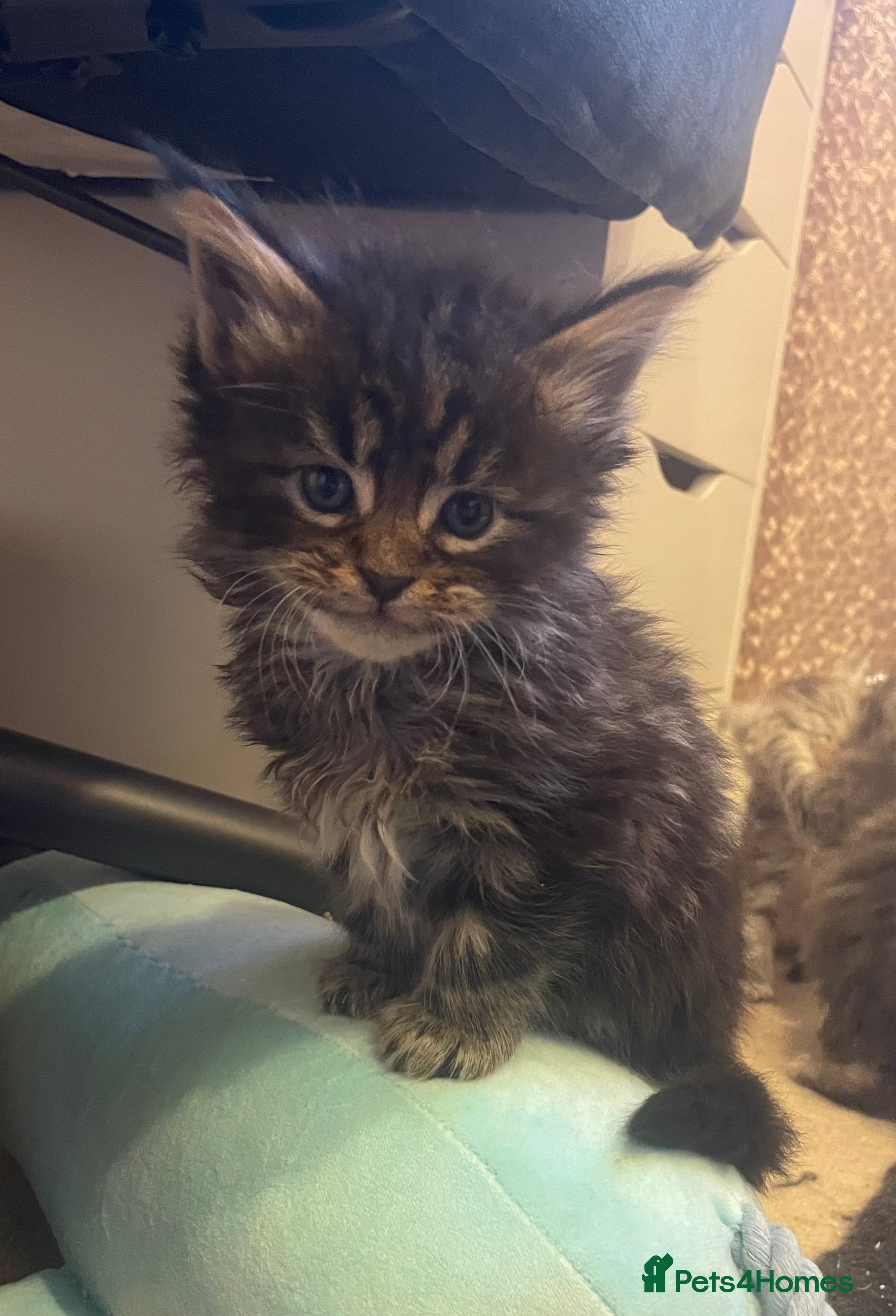 Maine Coon cats Outstanding Maine Coon Kittens | Champion lines - Advert 4