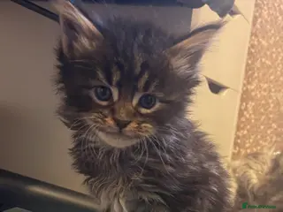 Maine Coon cats Outstanding Maine Coon Kittens | Champion lines - Advert 4