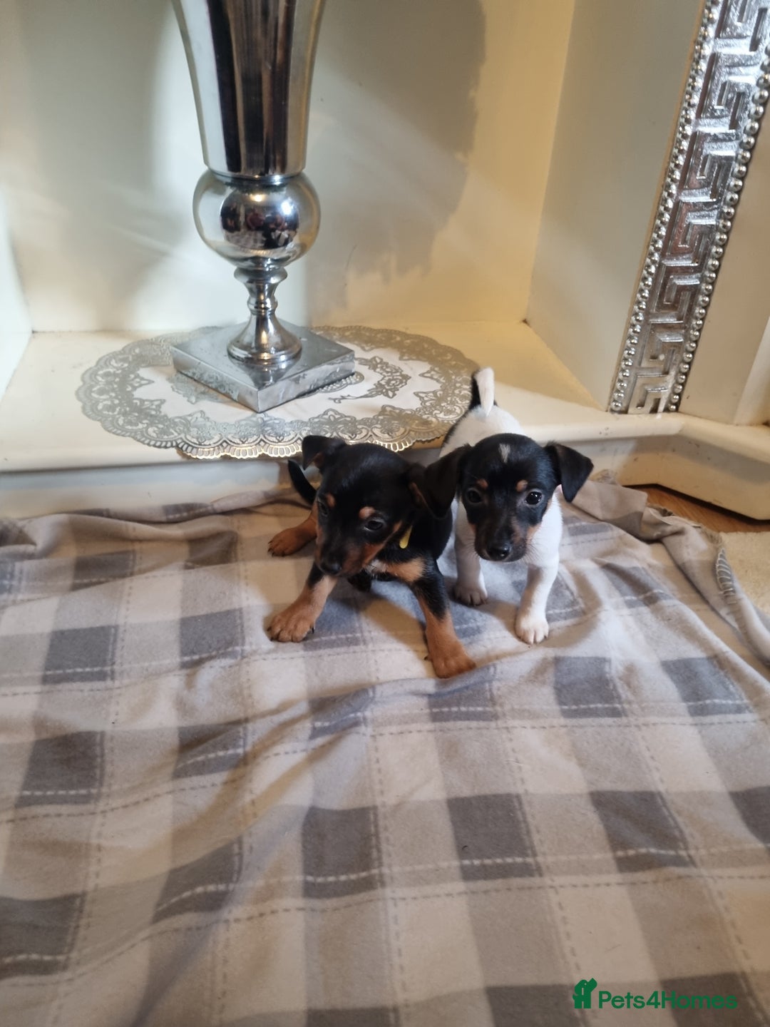 Jack Russell dogs for sale: Jack russell  - Image 4