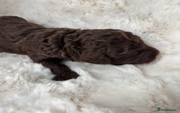 Cavapoo dogs for sale: Cavapoo puppies - Image 3