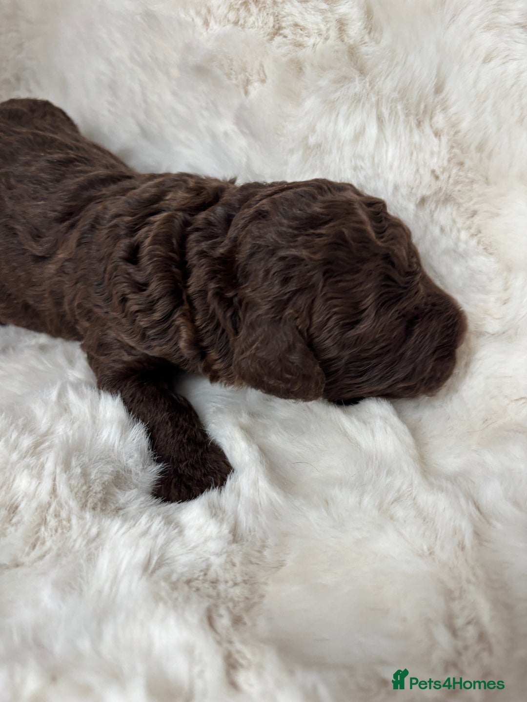 Cavapoo dogs for sale: Cavapoo puppies - Image 3