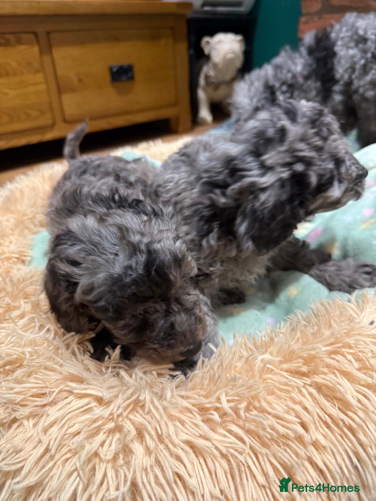 Toy Poodle dogs ❤️3 toy poodle puppies 🐶  - Advert 2