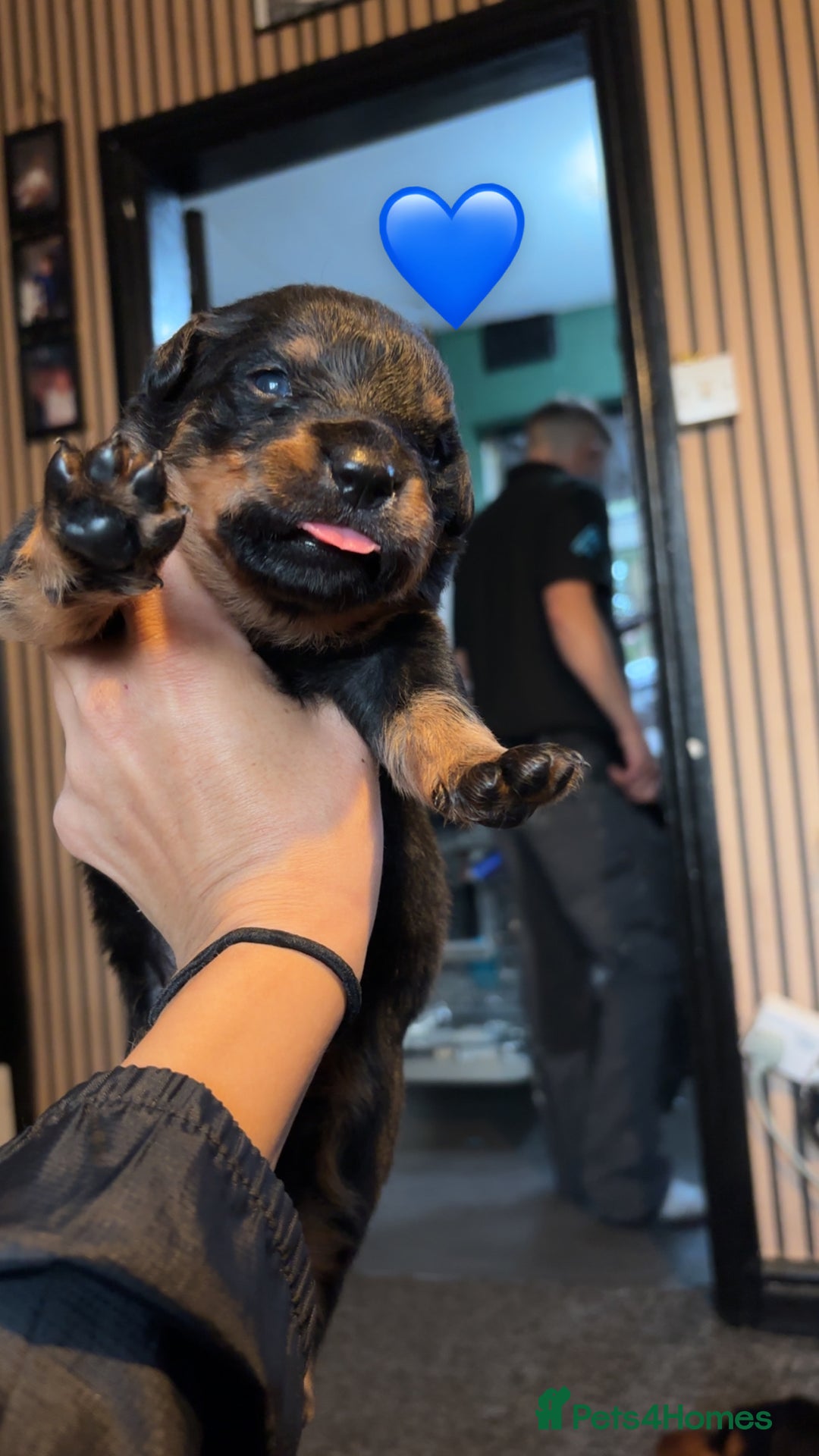 Rottweiler dogs for sale: Rottweiler puppy - Image 3
