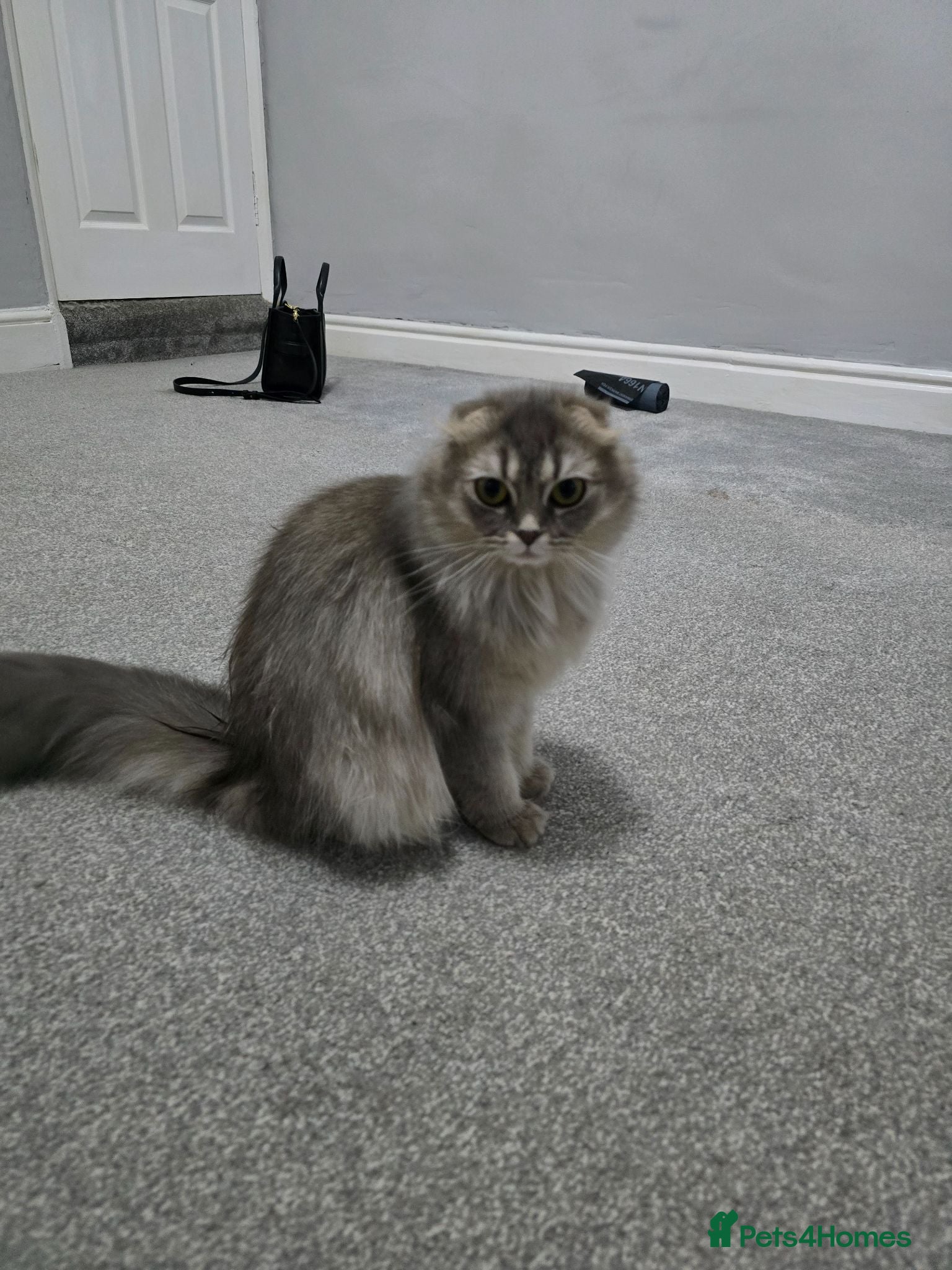 Scottish Fold cats Beautiful grey Female Scottish fold  - Advert 1