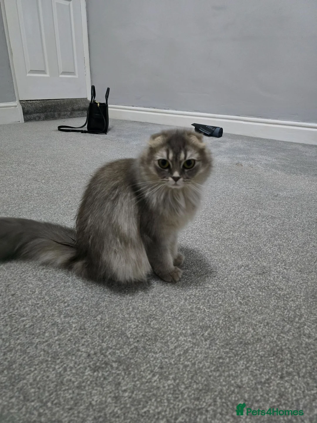 Scottish Fold cats for sale: Beautiful grey Female Scottish fold  - Advert 1