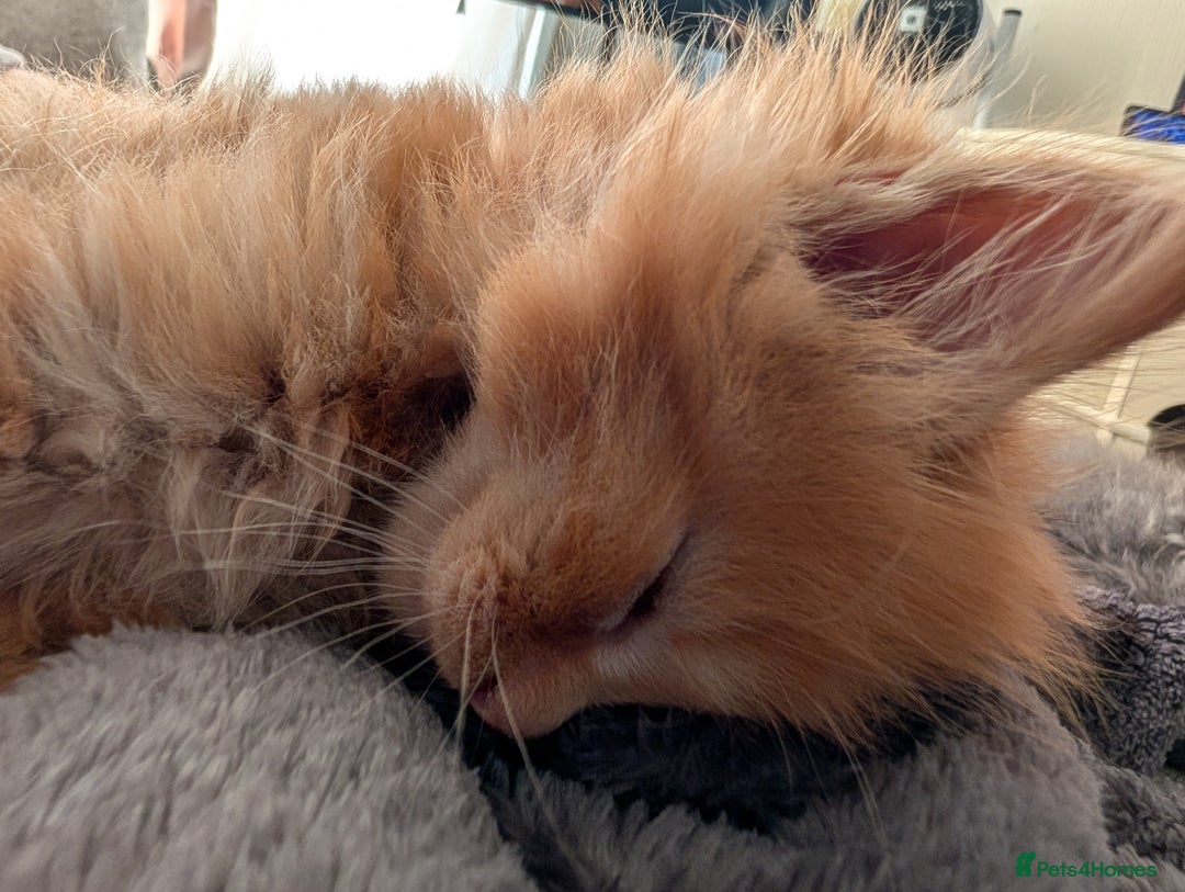 Maine Coon cats for sale: Beautiful Maine Coon Kittens - Image 25
