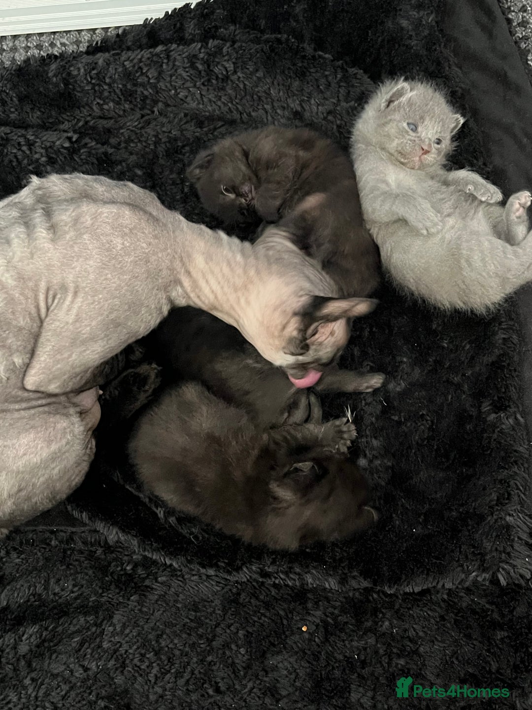 Sphynx cats for sale: Sphynx elf X kittens 🧝‍♀️🧝‍♂️ - Advert 3