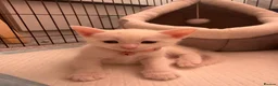 Domestic Shorthair cats for sale: Beautiful Male & Female Kittens for rehoming! in Winsford - Advert 4