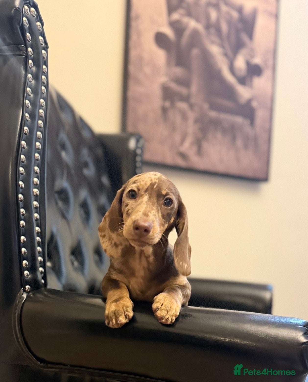 Miniature Dachshund dogs Short haired miniature dachshund  - Advert 6
