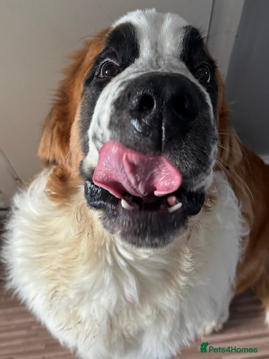 Saint Bernard dogs for sale: Saint Bernard pup  - Image 4