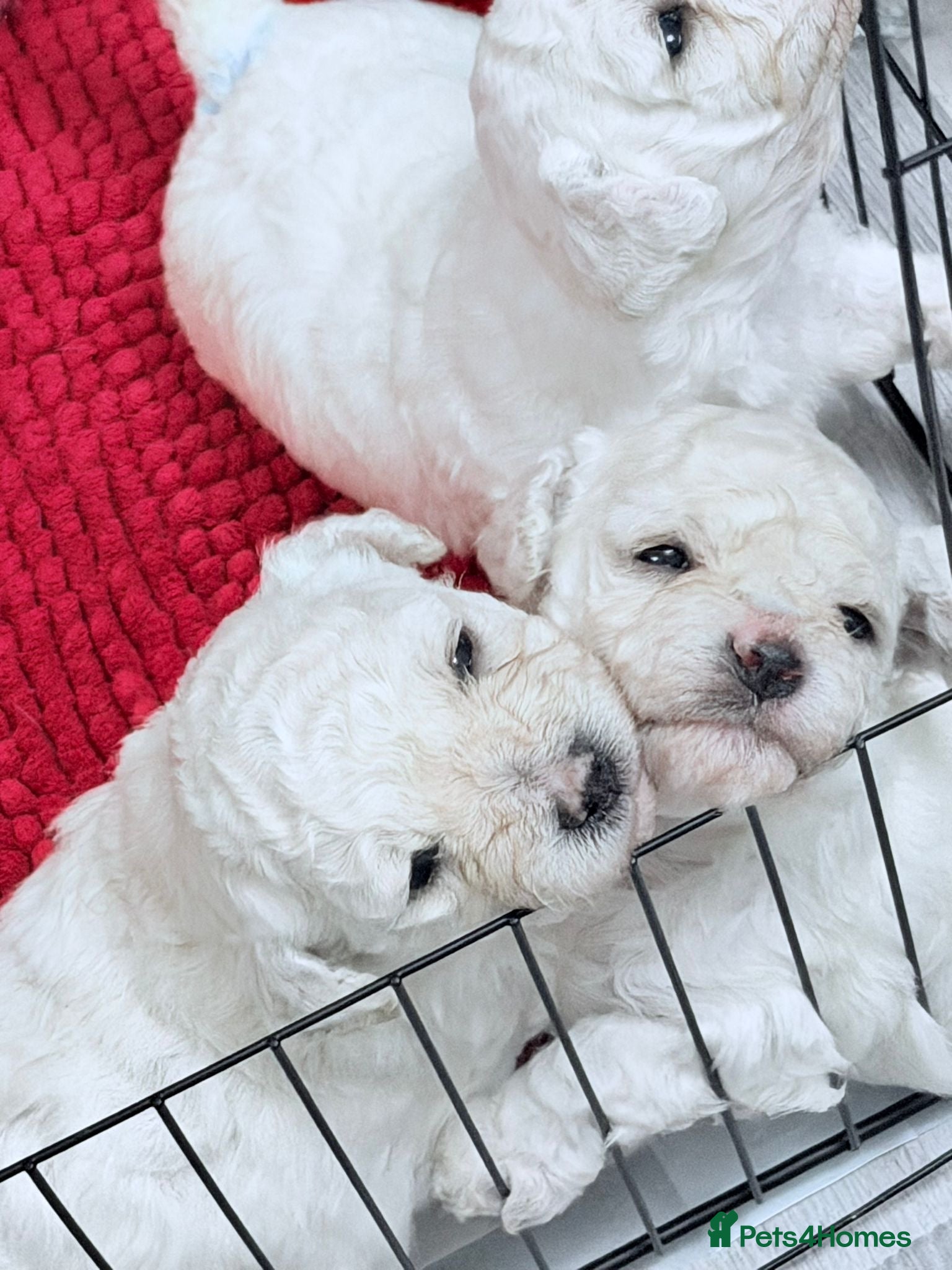 Poochon dogs Bichon Puppies for Sale  - Advert 1