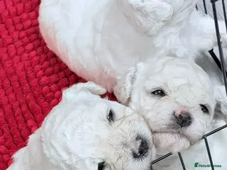 Poochon dogs Bichon Puppies for Sale - Advert 1