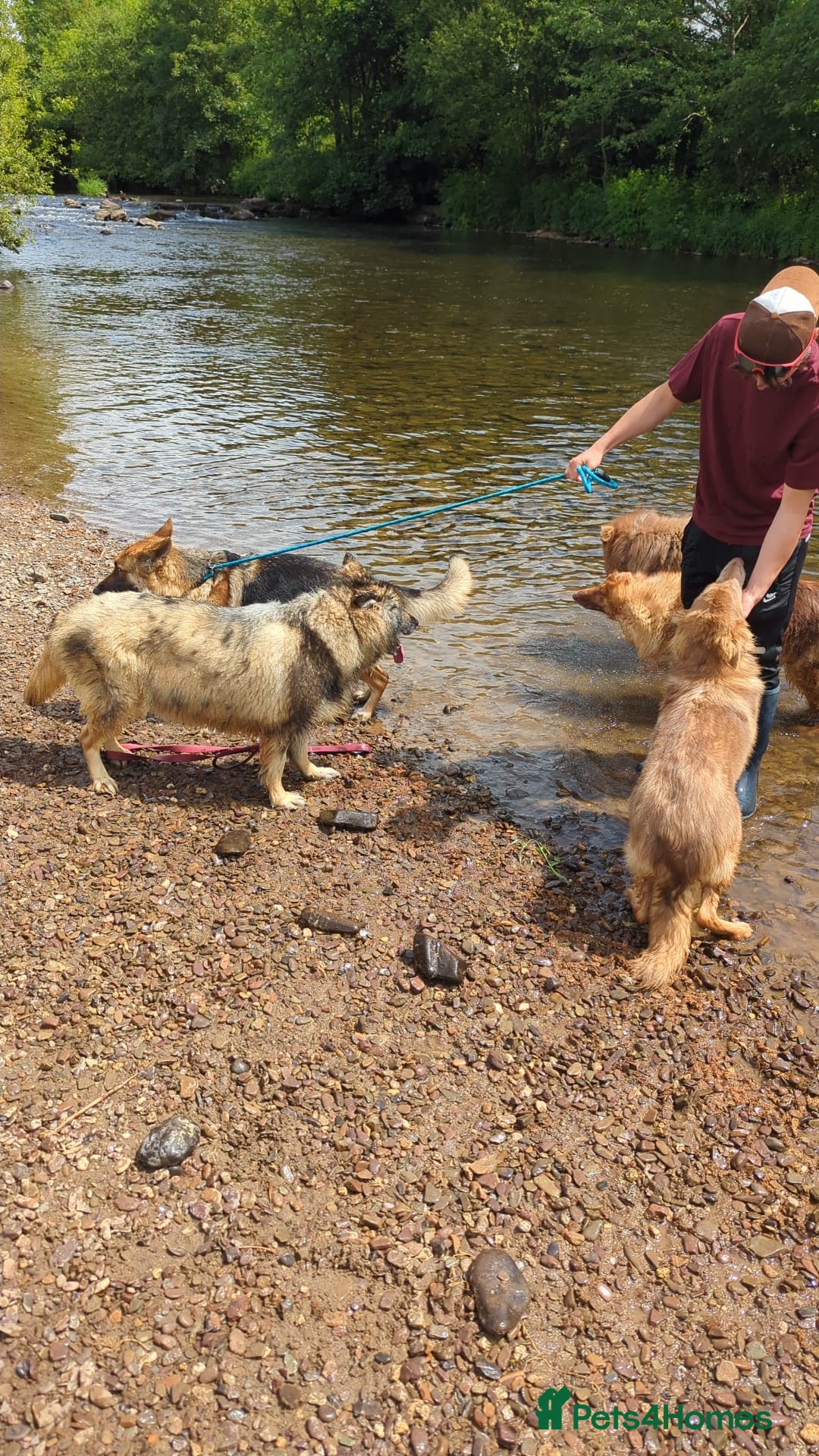 German Shepherd dogs for sale: Beautiful Isabella 10month old female  - Image 6
