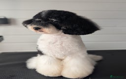 Toy Poodle dogs for stud: Health Tested Tri Toy in Birkenhead - Image 29