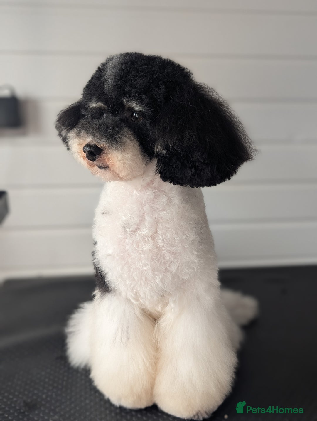 Toy Poodle dogs for stud: Health Tested Tri Toy in Birkenhead - Image 29