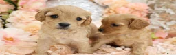 Cavapoo dogs for sale: *HEALTH TESTED*Cavapoo Puppies 5*LICENSED BREEDER* - Advert 8