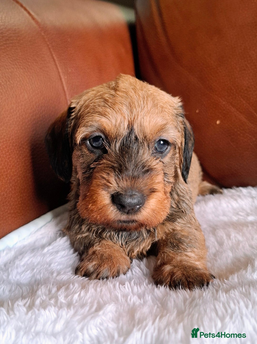 Miniature Dachshund dogs for sale: Gorgeous Mini-Wire Dachsund Puppies  - Advert 10