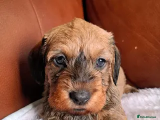 Miniature Dachshund dogs Gorgeous Mini-Wire Dachsund Puppies - Advert 4