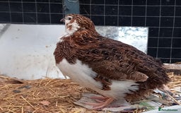 Quail poultry for sale: Pair of Coturninx Quail and one Male Button Quail - Advert 1