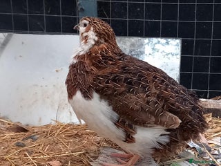 Quail poultry Pair of Coturninx Quail and one Male Button Quail - Advert 1