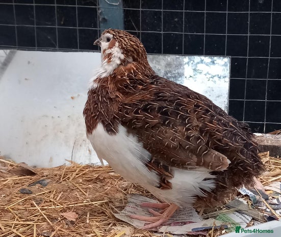 Quail poultry Pair of Coturninx Quail and one Male Button Quail - Advert 1