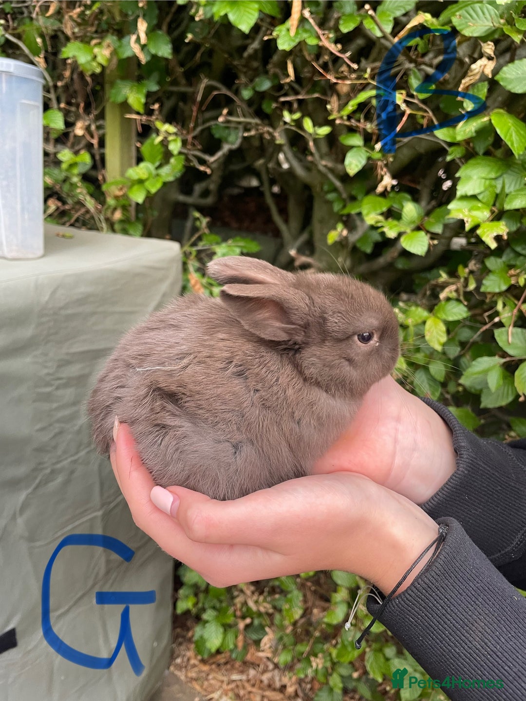 Mini Lop rabbits for sale: Pure Bred Mini Lop Bunnies  - Image 22