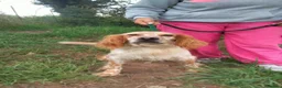 English Setter dogs for adoption: Vinnie in Worthing - Advert 1
