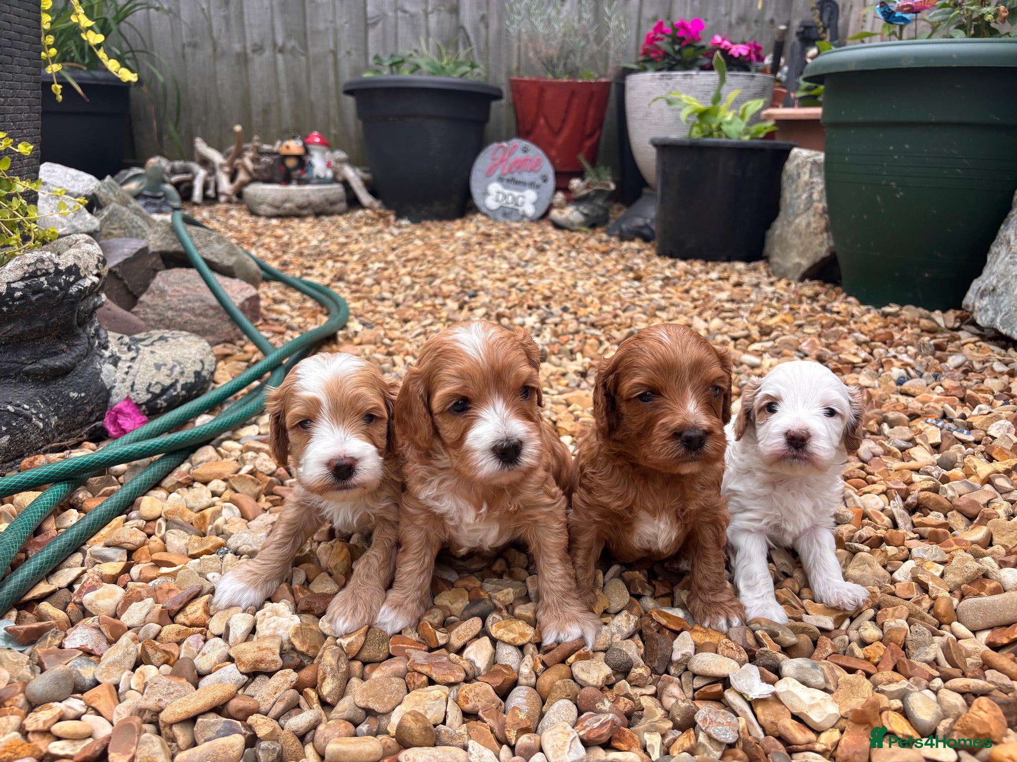 Cavapoo dogs Beautiful Cavapoo puppies  - Advert 18