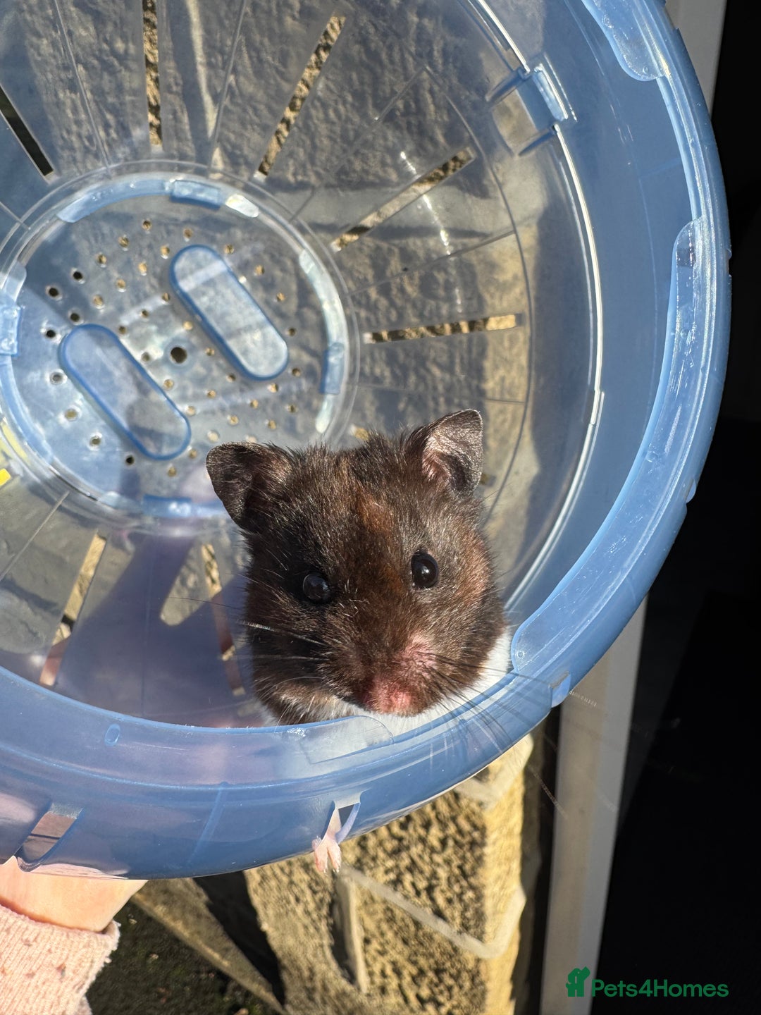 Hamster rodents for sale: Friendly male Syrian & brand new Savic plaza cage - Advert 4