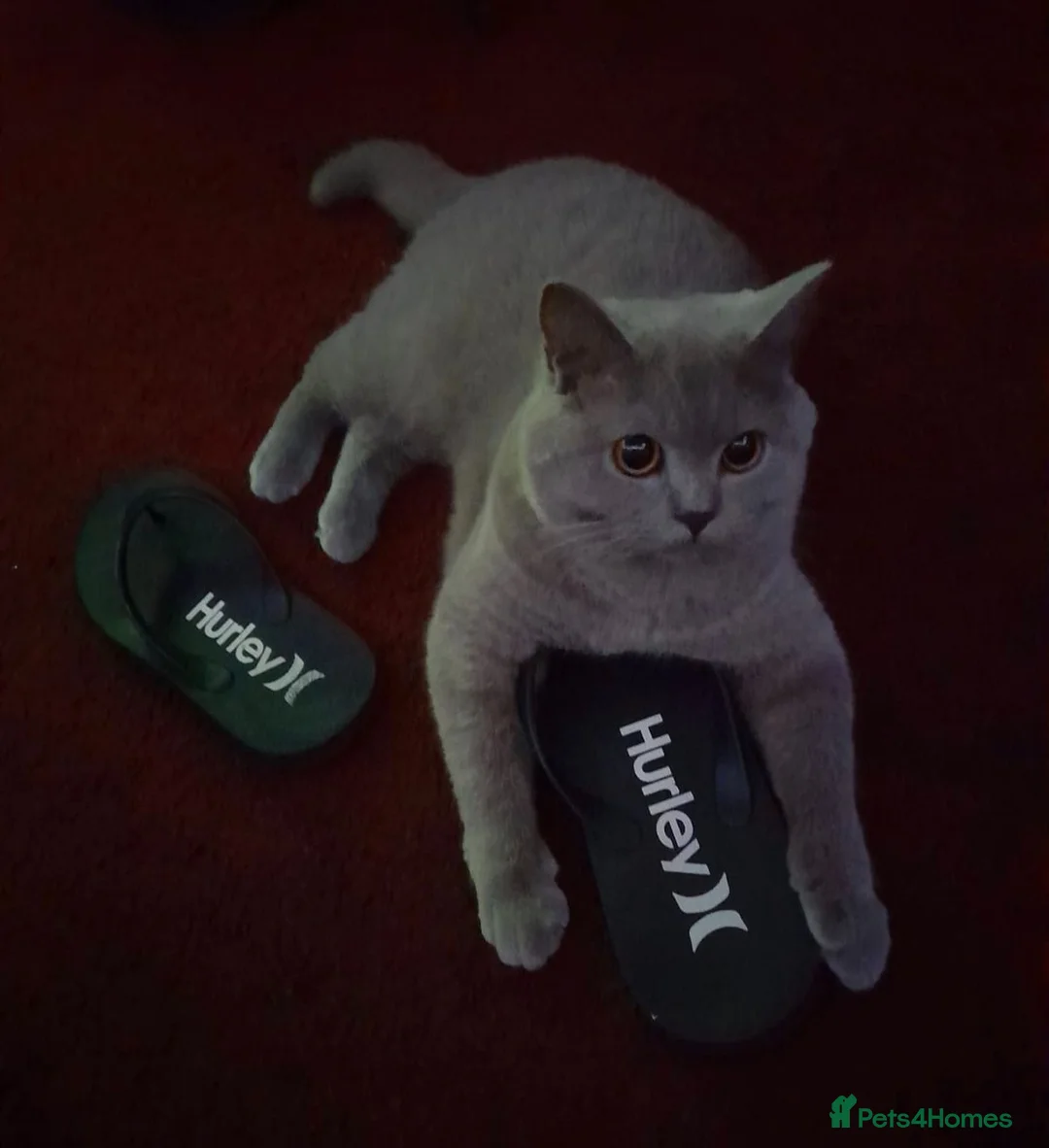 British Shorthair cats for sale: Beautiful Lilac Female British Shorthair 💜🐾 in London - Advert 2
