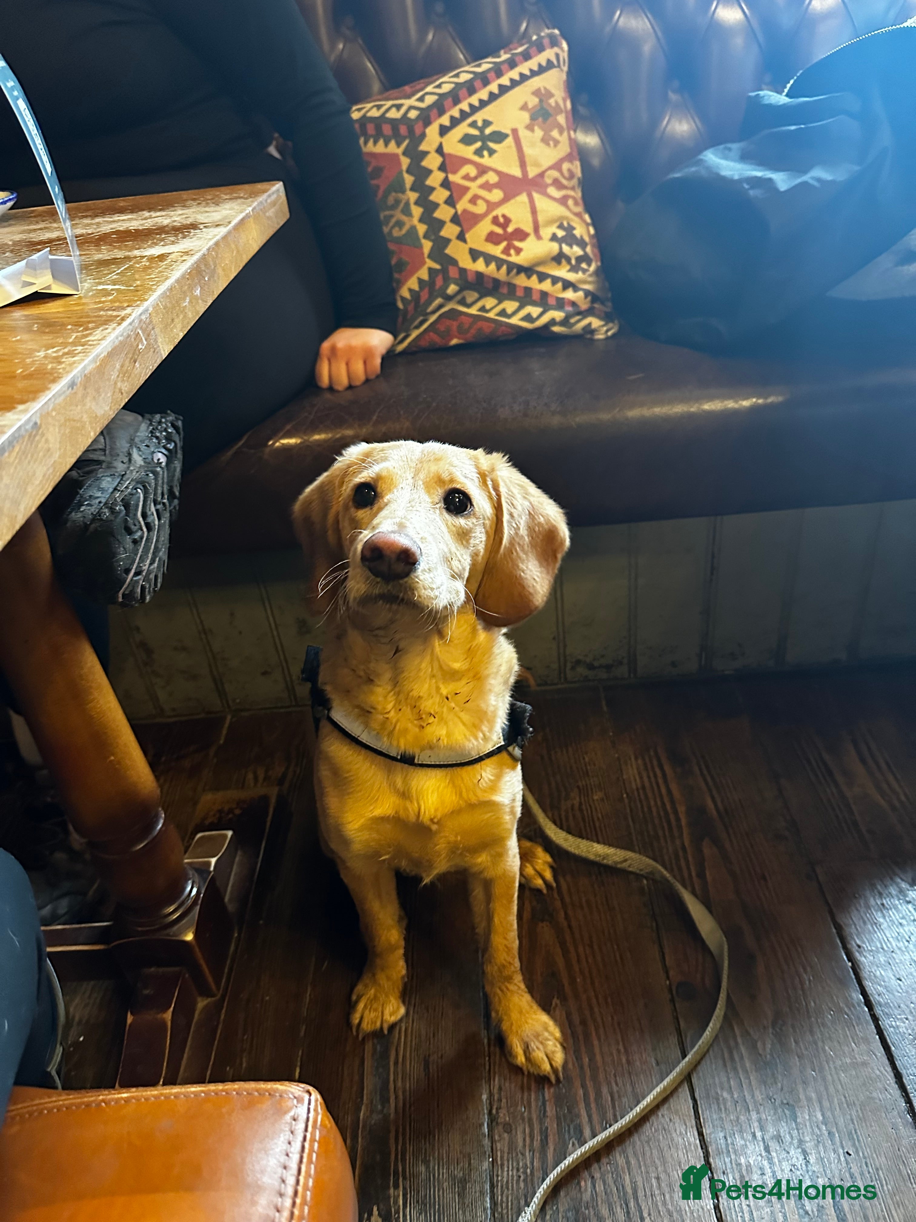 Labradoodle dogs Adorable male labradoodle  - Advert 8