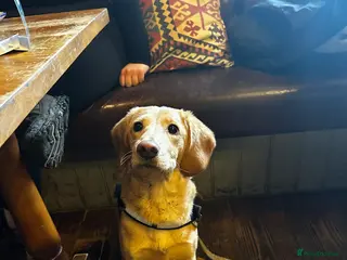 Labradoodle dogs Adorable male labradoodle - Advert 1