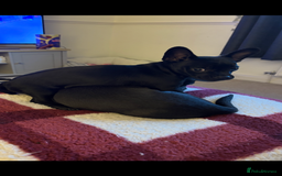 Mixed Breed dogs for sale: 6 month old French Bulldog/Chihuahua  - Image 4
