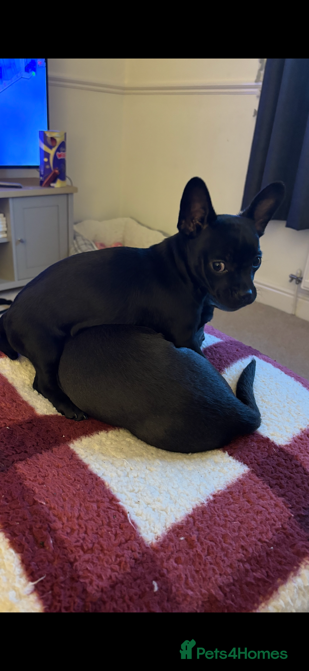 Mixed Breed dogs for sale: 6 month old French Bulldog/Chihuahua  - Image 4