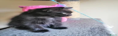  little fluffy black cat