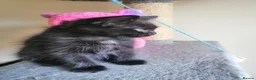 Mixed Breed cats for sale: wonderful kittens😻 - Advert 18