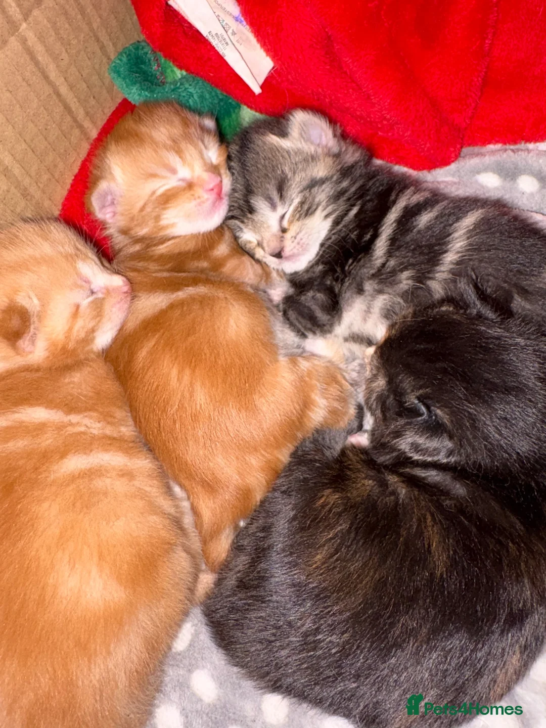 Mixed Breed cats for sale: Beautiful Kittens in Bilston - Advert 2