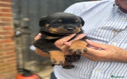Rottweiler dogs for sale: Beautiful chunky Rottweiler puppies  - Image 5