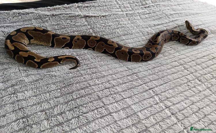 Python Snake reptiles - Advert 3
