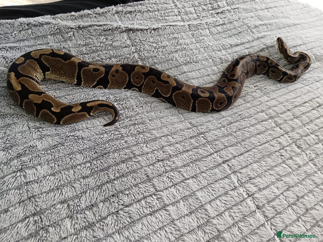 Python Snake reptiles for sale: Royal python  - Image 1
