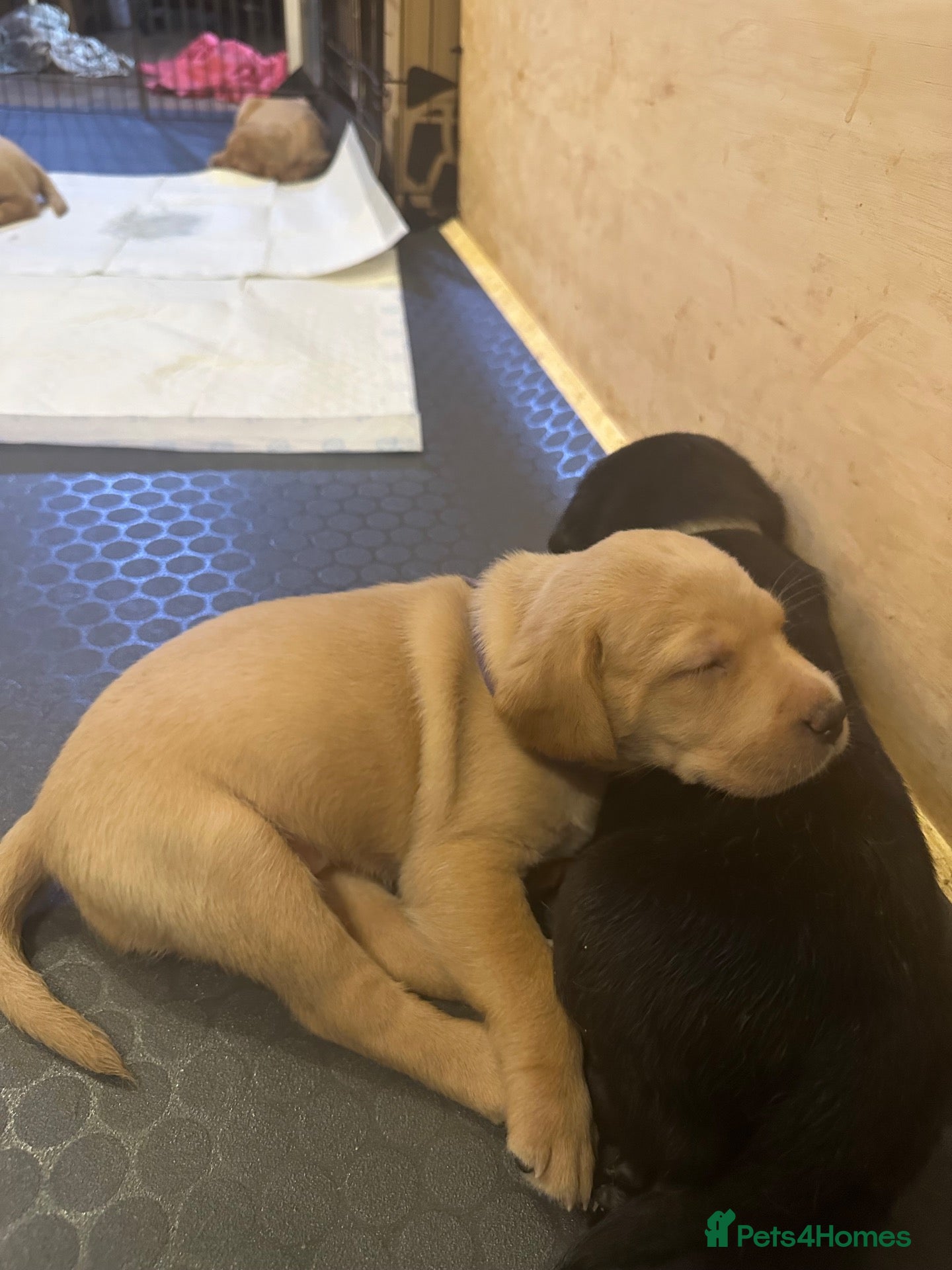 Labrador Retriever dogs Beautiful Black and golden Labrador puppies - Advert 2
