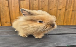 Mini Lion Lop rabbits for sale: 3 Lionlops ready to leave now  - Image 4