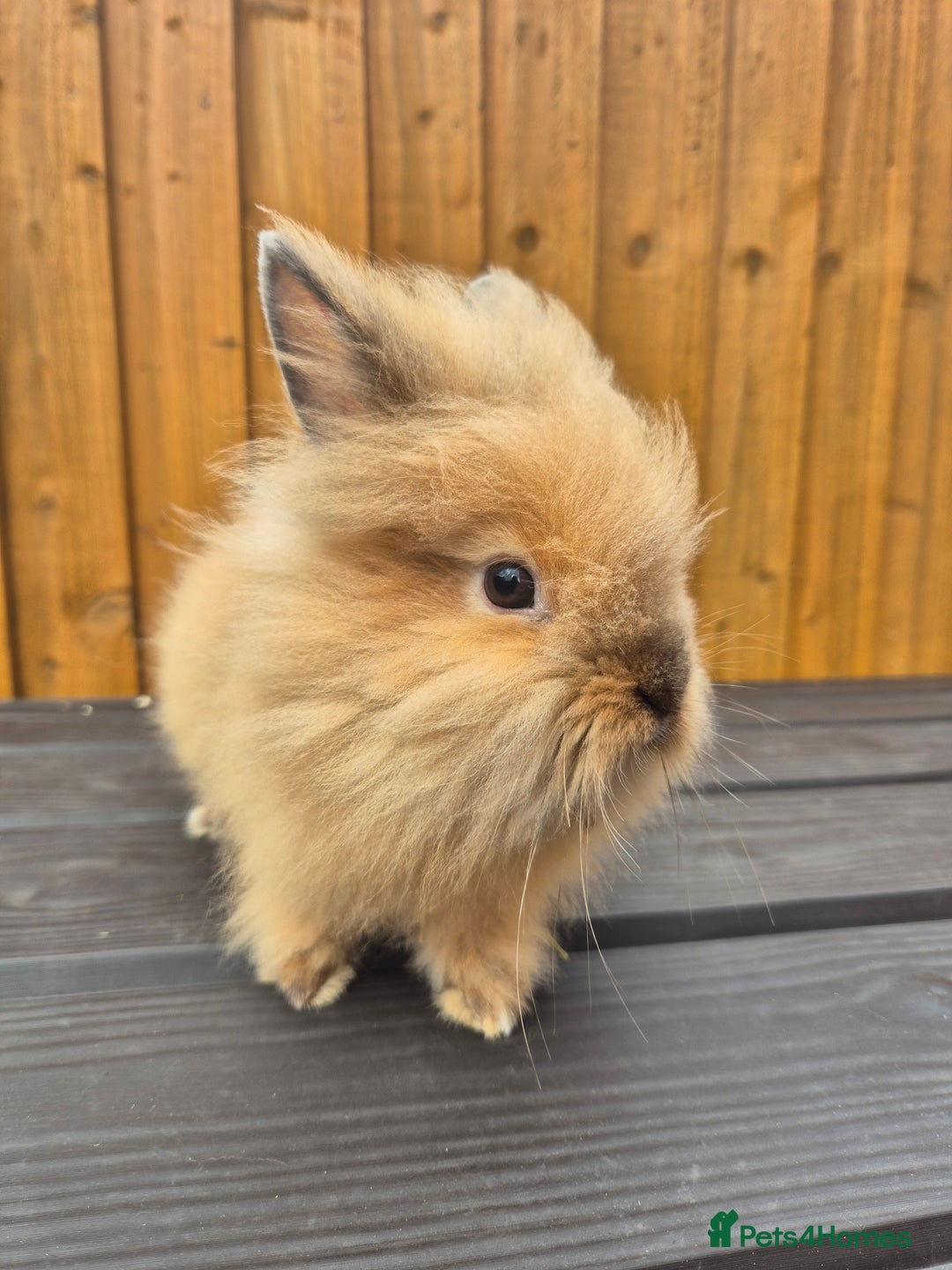 Mini Lion Lop rabbits for sale: 3 Lionlops ready to leave now  - Image 4